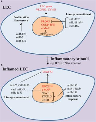 microRNAs in the Lymphatic Endothelium: Master Regulators of Lineage Plasticity and Inflammation